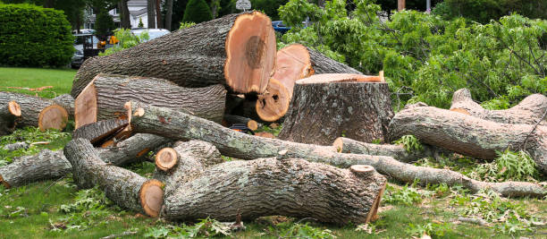 How Our Tree Care Process Works  in  Unionville, NC